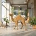camel